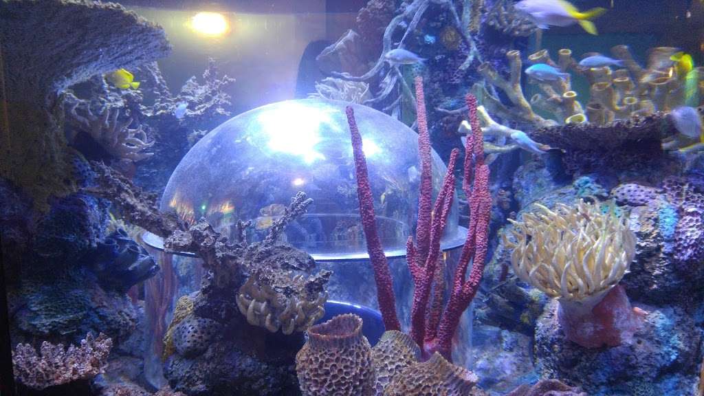 SEA LIFE Aquarium | LEGOLAND California Resort, 1 Legoland Dr, Carlsbad, CA 92008, USA | Phone: (760) 918-5346