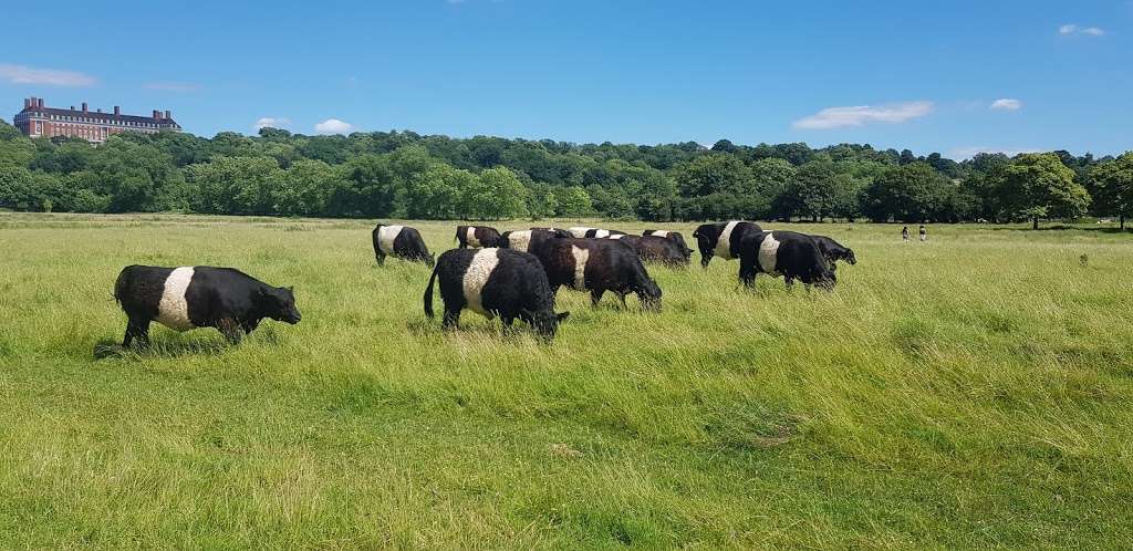 Petersham Meadows | Richmond TW10 6UY, UK