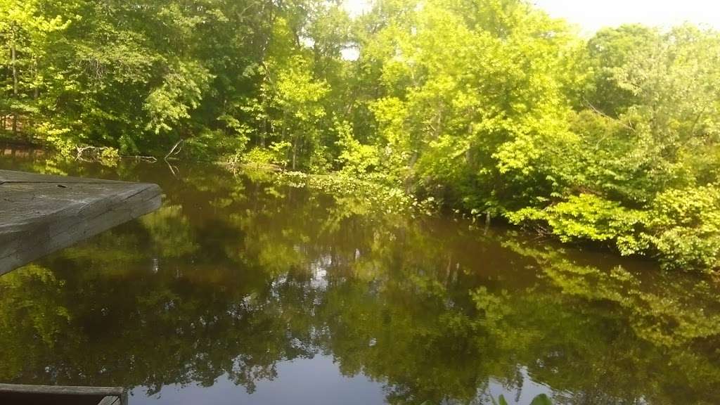 Stump Pond | Yellow Trail, Staten Island, NY 10306, USA