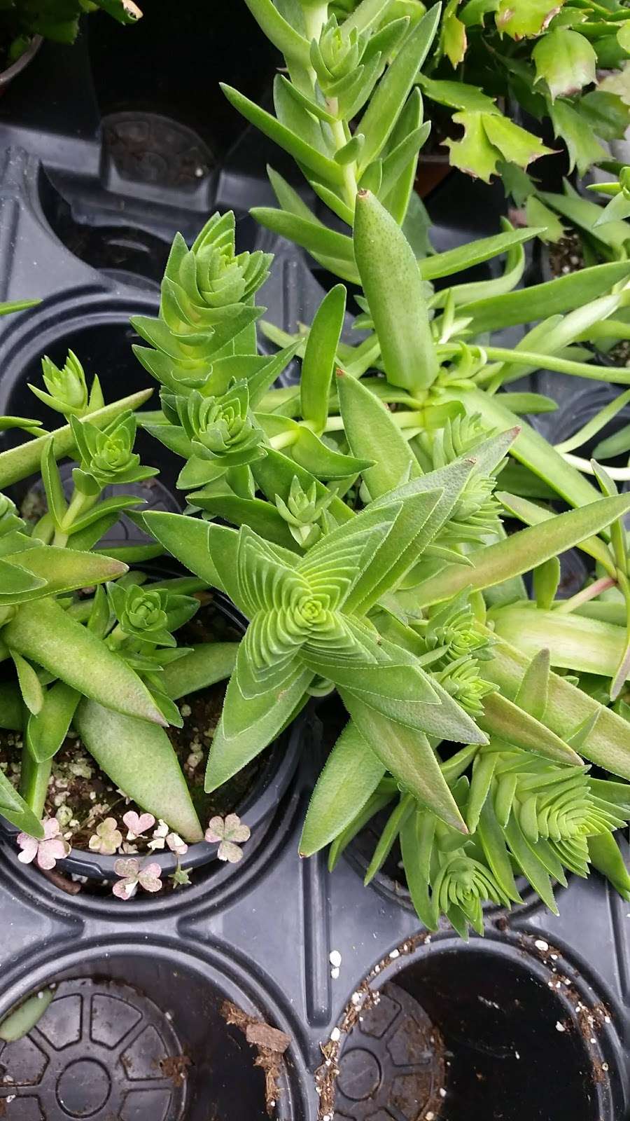 Lakeside Greenhouses | 31494 Greenhouse Ln, Laurel, DE 19956, USA | Phone: (302) 875-2457