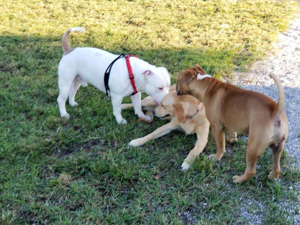 Canine Cove at South County Regional Park | 12551 Glades Rd, Boca Raton, FL 33498, USA | Phone: (561) 966-6600