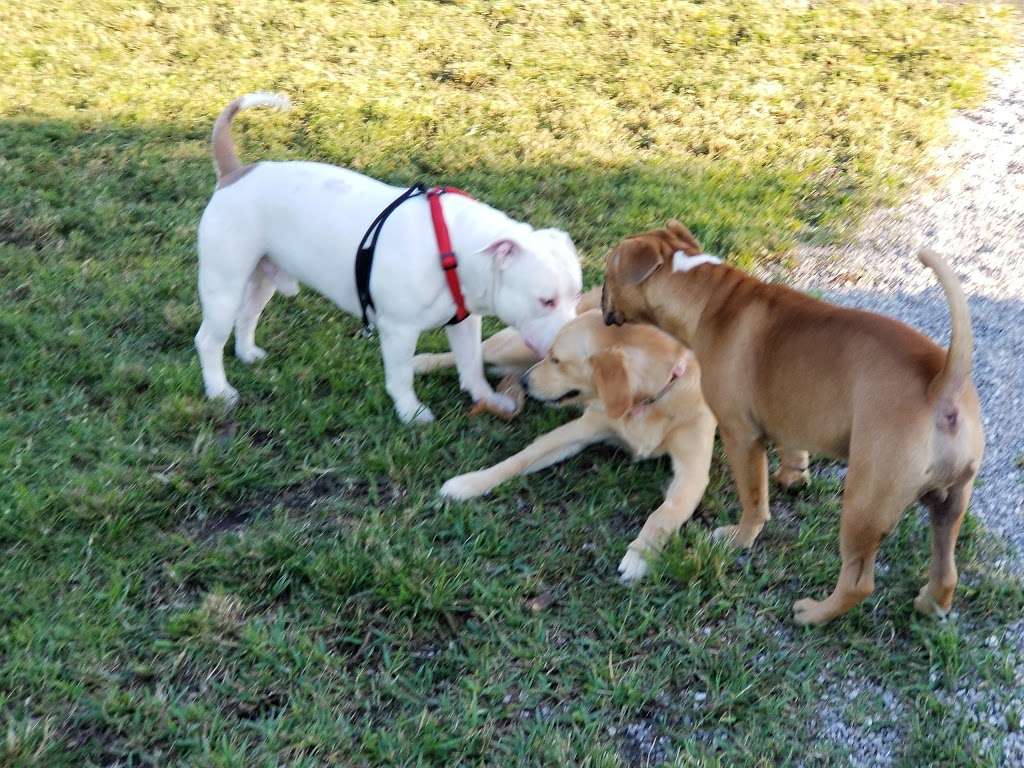 Canine Cove at South County Regional Park | 12551 Glades Rd, Boca Raton, FL 33498 | Phone: (561) 966-6600