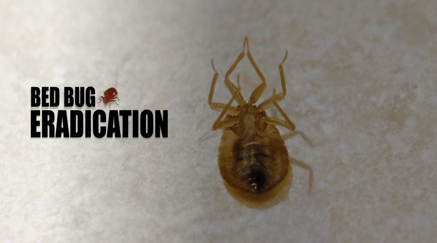 Bed Bug Protection International LLC | 10871 Bustleton Ave #220, Philadelphia, PA 19116, USA | Phone: (215) 494-3484