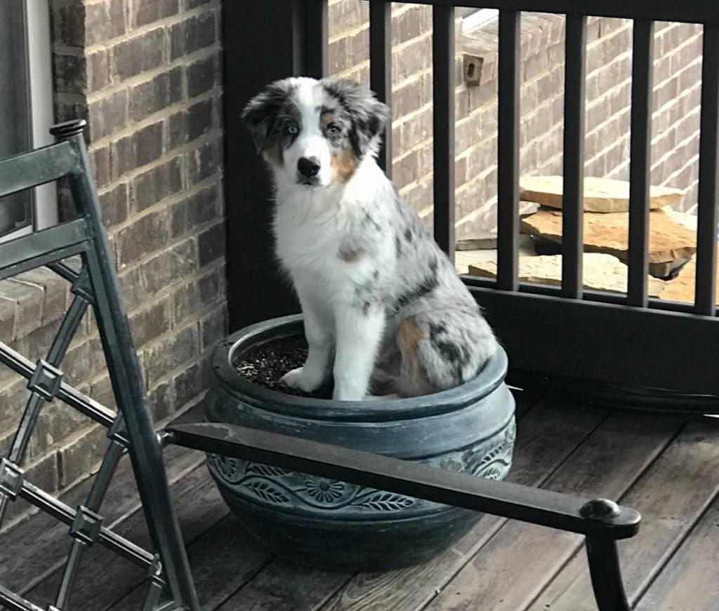 DogWatch of Nashville | 119 Alderwood Ln, Hendersonville, TN 37075, USA | Phone: (615) 599-8364