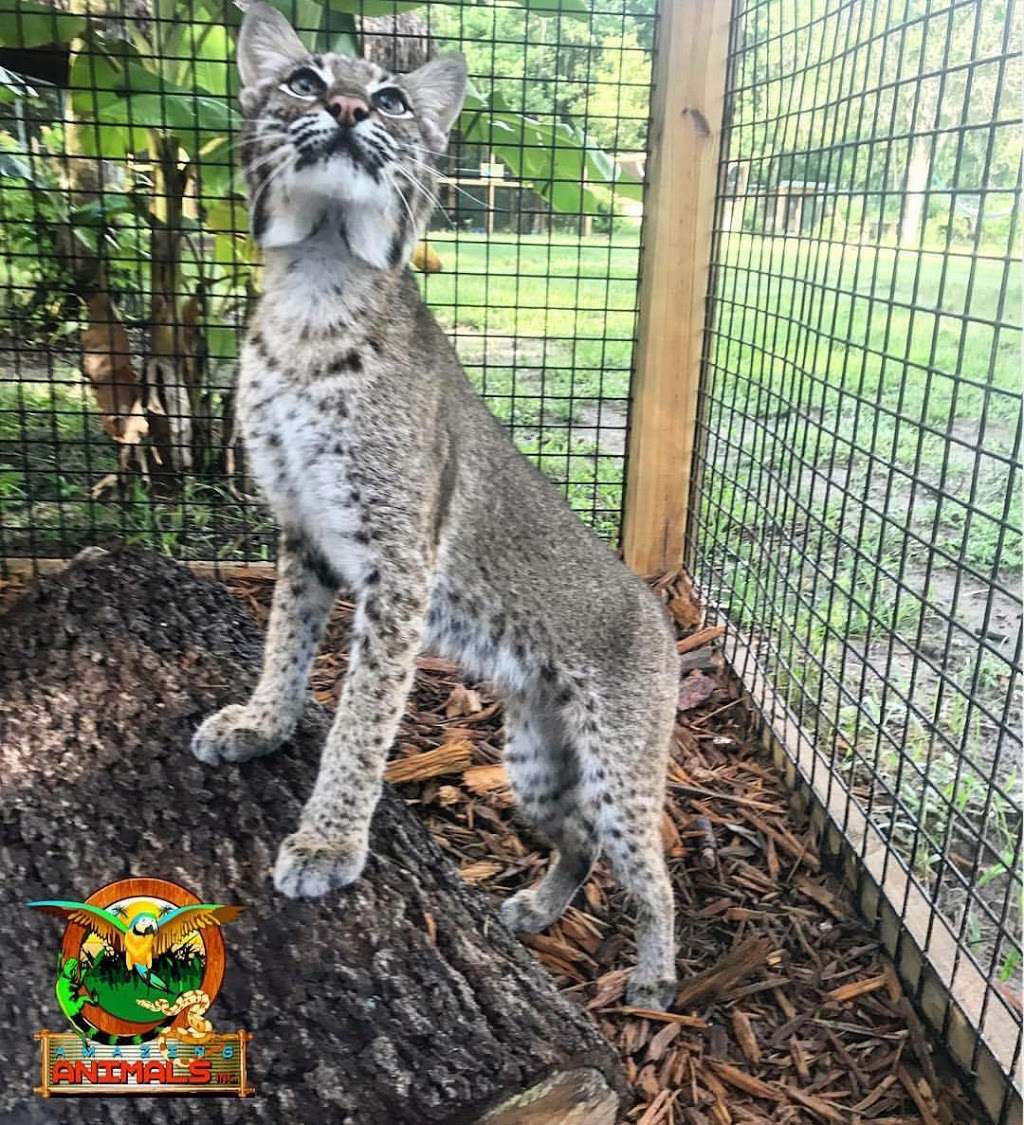 Amazing Animals Inc | 4235 Rambler Ave, St Cloud, FL 34772 | Phone: (407) 719-6269