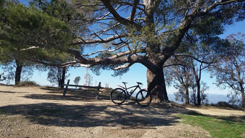 Tree Of Life | 3.79 Miles from Base at Stough Canyon Nature Center. Elevation: 2,940 ft, Sun Valley, CA 91352, USA