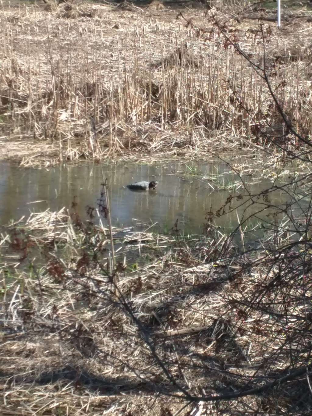 Charles H. Rogers Wildlife Refuge | West Dr, Princeton, NJ 08540, USA | Phone: (609) 924-5704