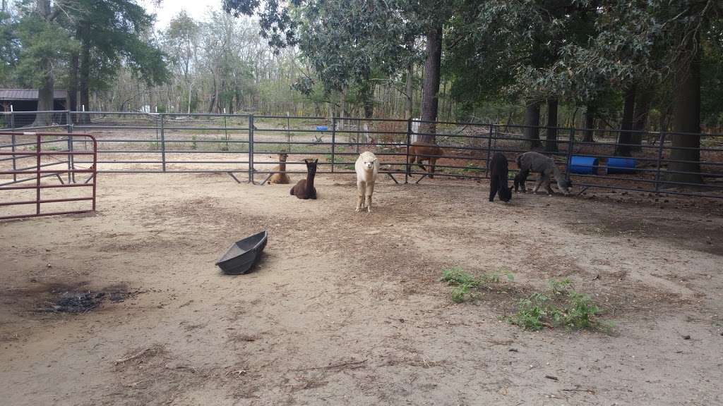 Secret World Alpacas | 7453 Todds Wharf Rd, Preston, MD 21655, USA | Phone: (410) 310-9423