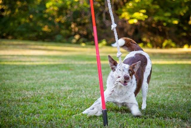 Yappy Hour Cafe | 1607 Dover Dr, Waukesha, WI 53186, USA | Phone: (262) 701-7170