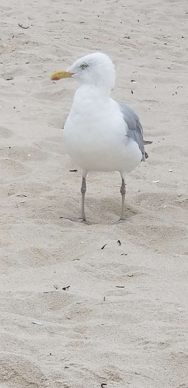 Public Beach | Beach Haven, NJ 08008