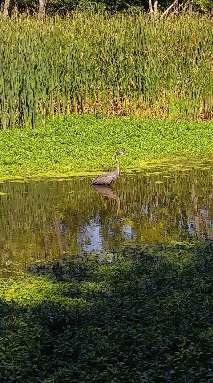 Lower Rock Run Preserve - I&M Canal Access | 1966 Hollywood Rd, Joliet, IL 60436, USA | Phone: (815) 727-8700