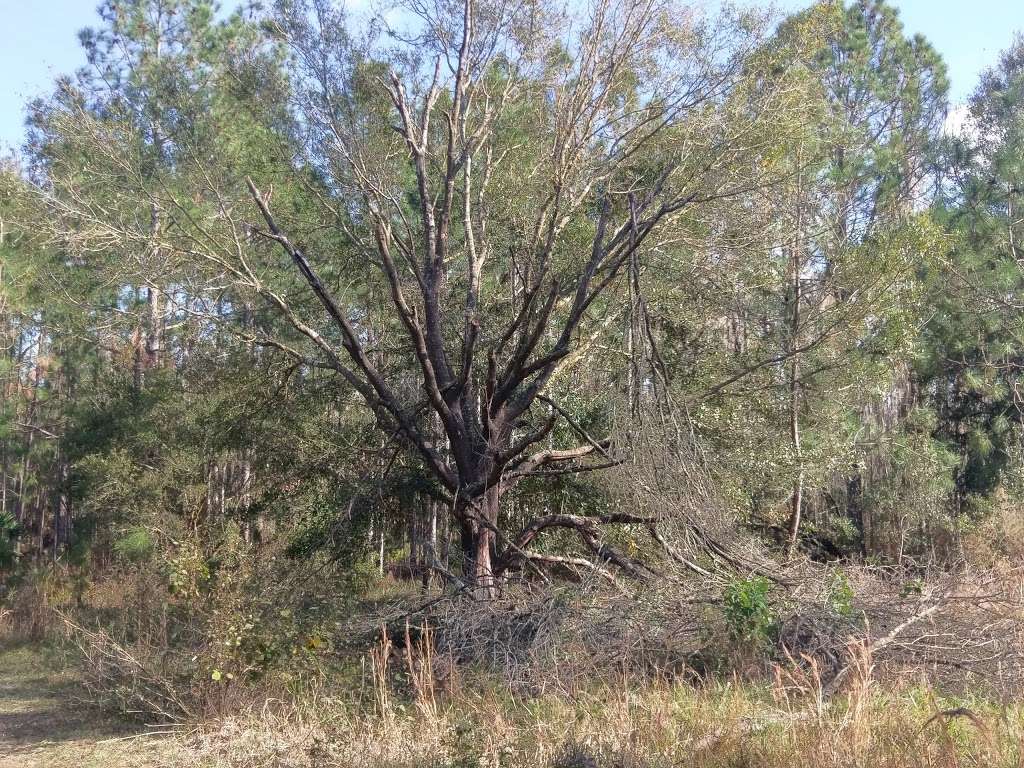 Upper Hillsborough Preserve ~ Alston Tract | 42144 Deems Rd, Zephyrhills, FL 33540