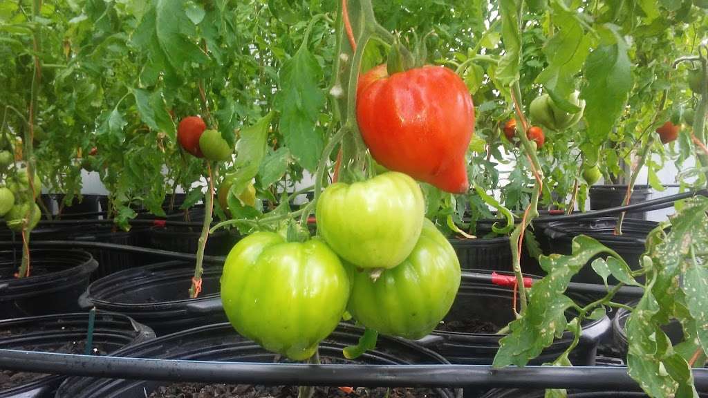 Redmonds Garden Center | 1360 US-206, Tabernacle, NJ 08088, USA | Phone: (609) 268-1018