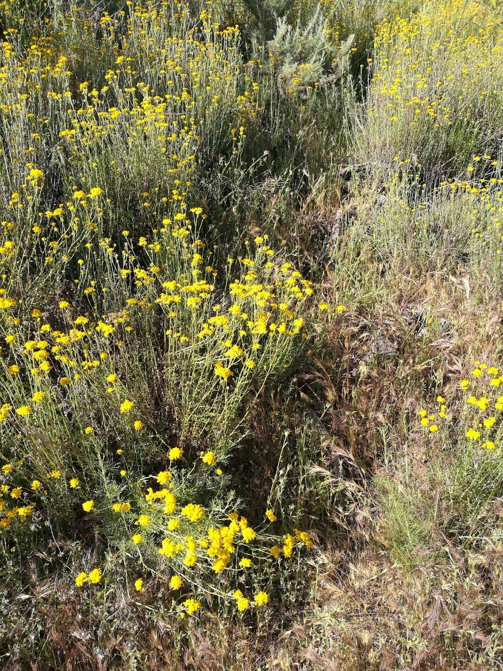 Stevens Creek County Park | 11401 Stevens Canyon Rd, Cupertino, CA 95014, USA | Phone: (408) 867-3654