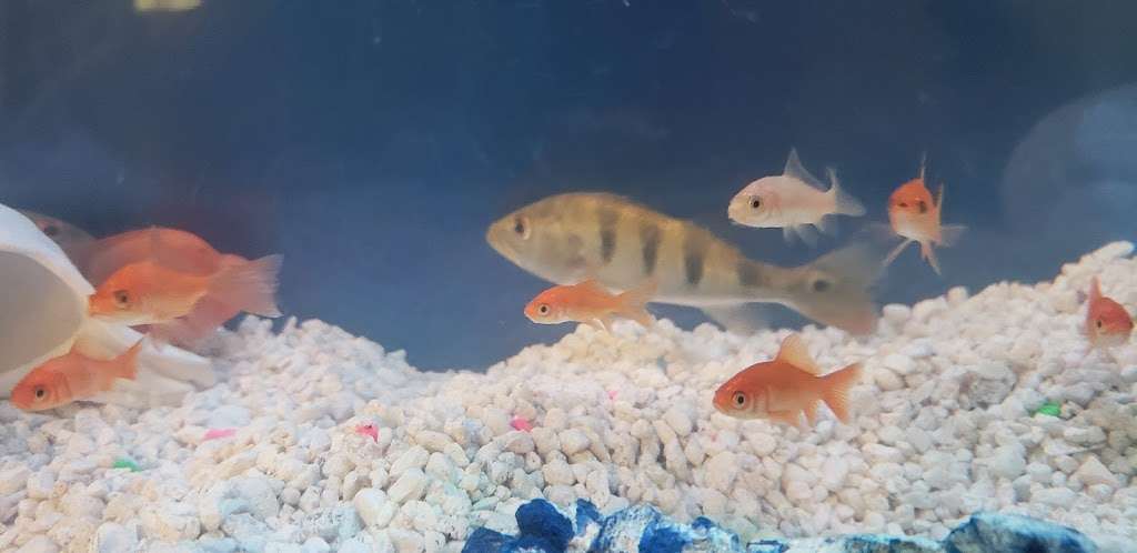 Best Pet Shop & Dog Grooming Salon | 8320 Lake June Rd, Dallas, TX 75217, USA | Phone: (214) 398-6840