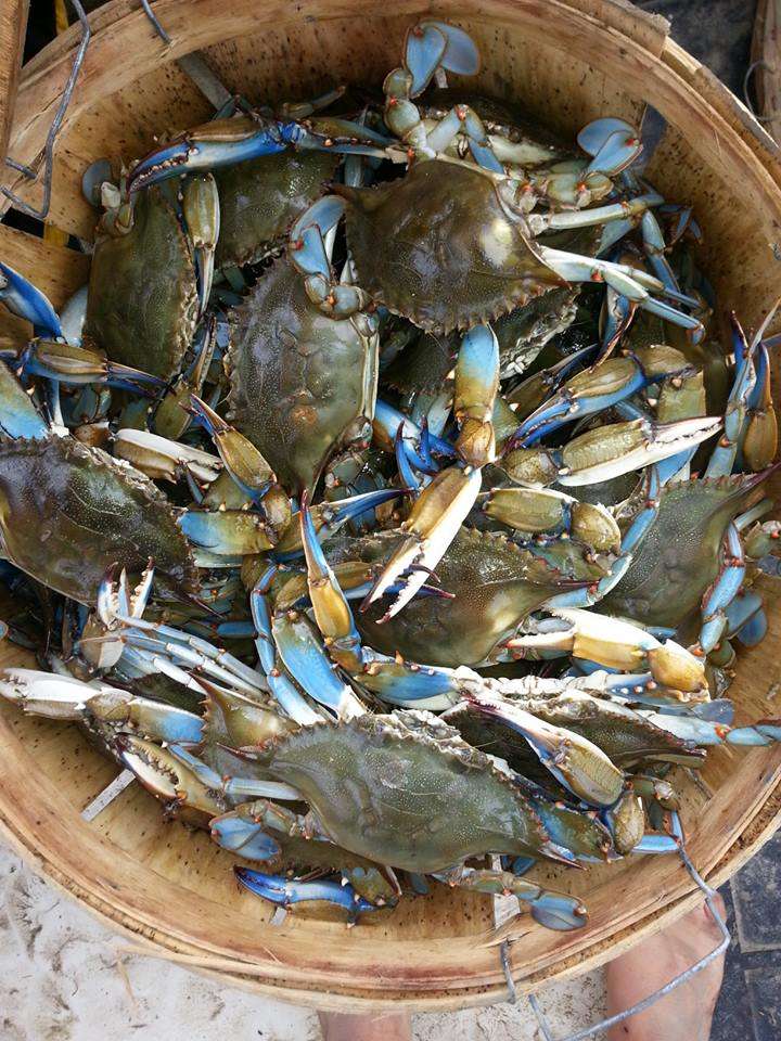 Maryland Crab Boys, LLC | 7158 Brooks Rd, Highland, MD 20777, USA | Phone: (301) 974-7174