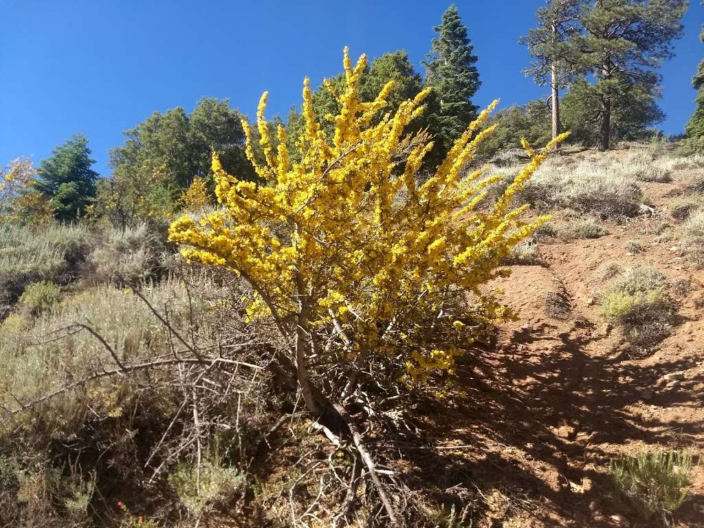 Vincent Gulch Divide | Pacific Crest Trail, Azusa, CA 91702