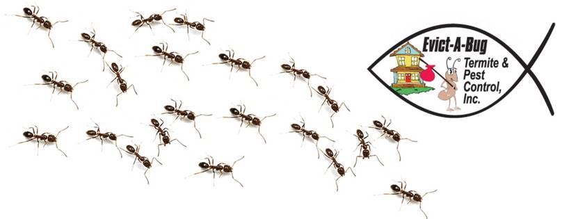 Evict-A-Bug Termite & Pest Control | 4293 SW High Meadow Ave, Palm City, FL 34990, USA | Phone: (877) 365-9990