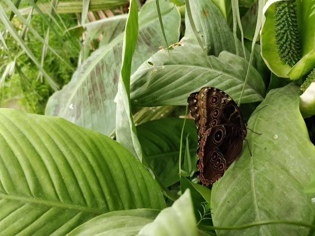 Golders Hill Park Butterfly House | London NW11 7QP, UK