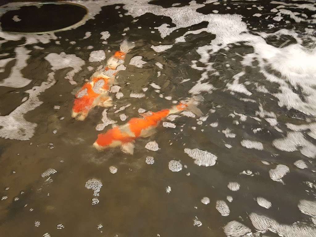 Aquarium Fresh Water Koi & Discus Fish | Phoenix, AZ 85037, USA