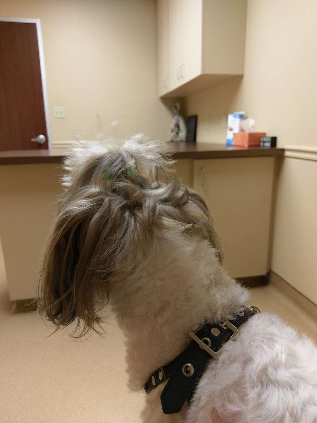 Animal Hospital-The Woodlands | 12212 W Branch Crossing Dr, The Woodlands, TX 77382, USA | Phone: (832) 813-7387