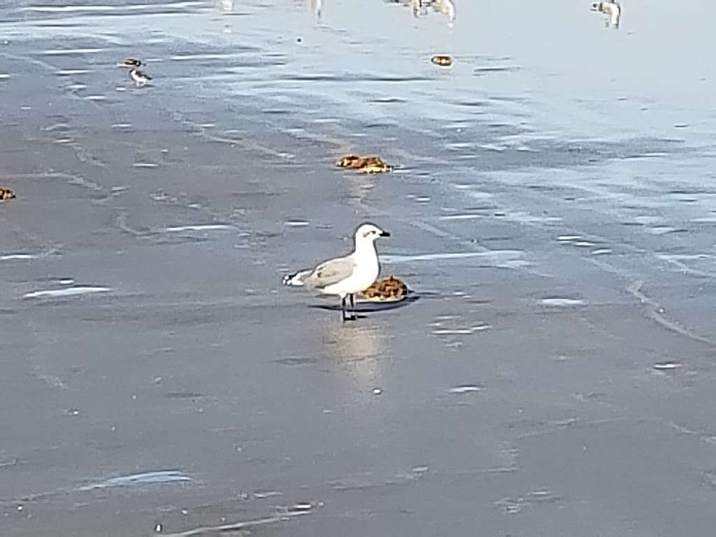 Jamaica Beach City Park | 16721 Jolly Roger Rd, Jamaica Beach, TX 77554, USA