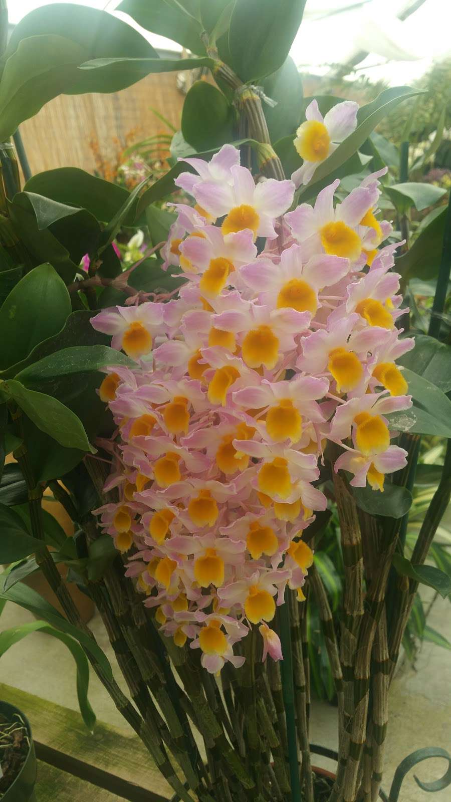 Brookside Orchids | 2718 Alpine Rd, Portola Valley, CA 94028, USA | Phone: (650) 854-4156