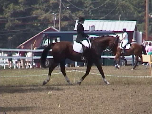 Black Magic Farm | Salty Lane Farm, 24 Lane Rd, Derry, NH 03038, USA | Phone: (603) 770-2494