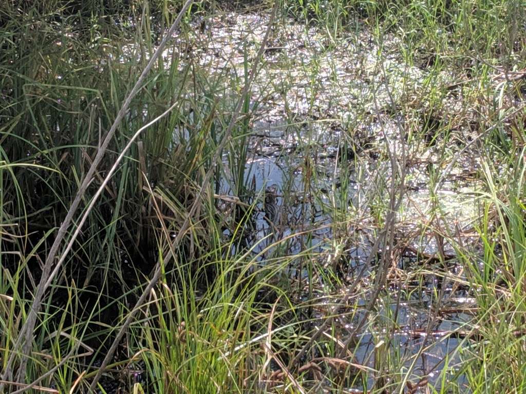 Wetlands Exhibit - Sea center | 980-1000 Medical Dr, Lake Jackson, TX 77566, USA