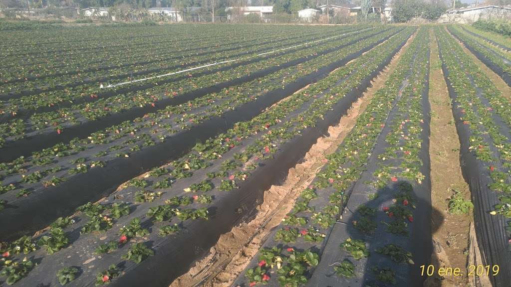 Corona Farm | 7301 Victoria Ave, Riverside, CA 92504, USA