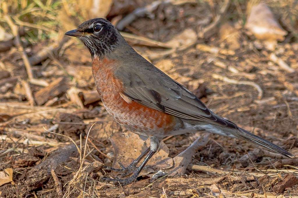 Bird Conservancy of the Rockies | 14500 Lark Bunting Ln, Brighton, CO 80603, USA | Phone: (303) 659-4348