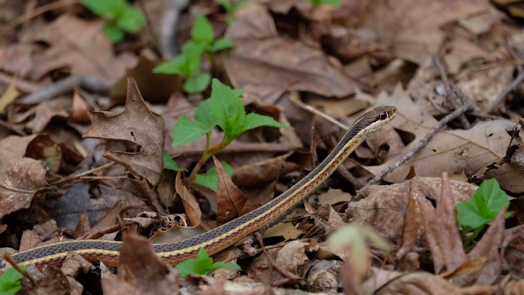 Elizabeth Hartwell Mason Neck National Wildlife Refuge | High Point, Lorton, VA 22079 | Phone: (703) 490-4979