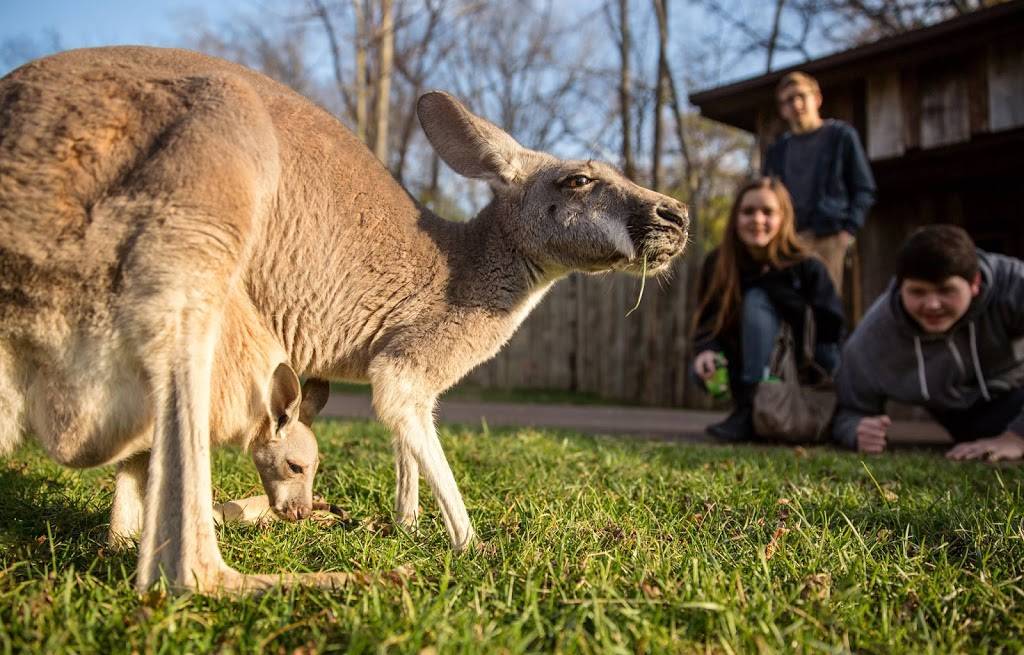 Nashville Zoo at Grassmere | 3777 Nolensville Pike, Nashville, TN 37211, USA | Phone: (615) 833-1534