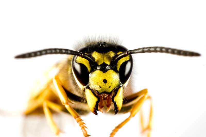 The Essex Wasp Nest Removal Company | 19 Worrin Rd, Dunmow CM6 3FU, UK | Phone: 0800 612 5574