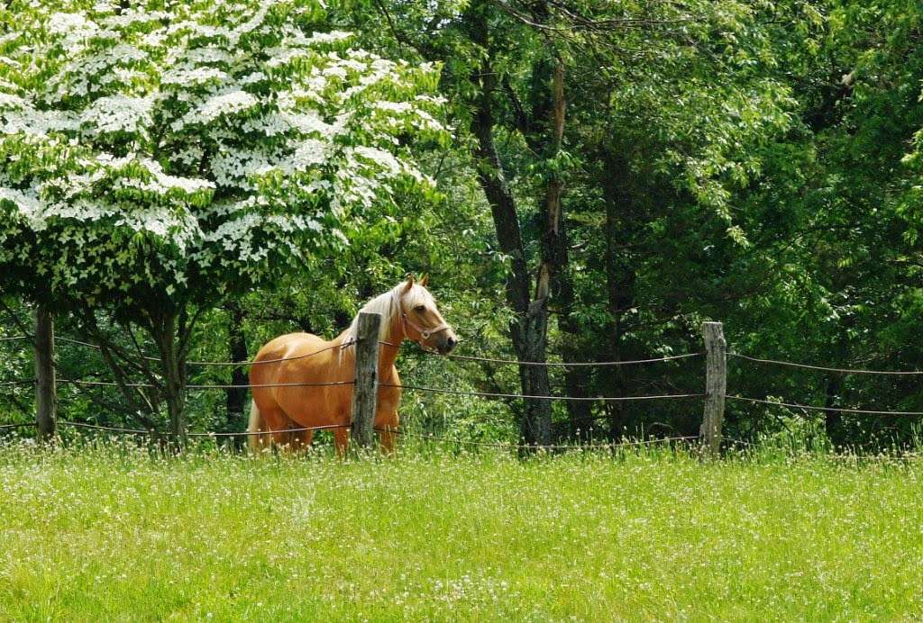 Spring Valley Equestrian Center | 56 Paulinskill Lake Rd, Newton, NJ 07860 | Phone: (973) 383-3766