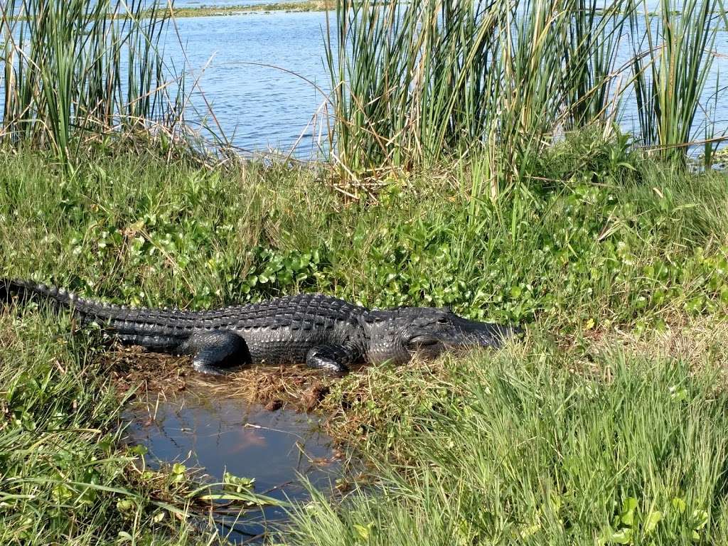 Upper St. Johns River Marsh Wildlife Management Area | Melbourne, FL 32904, USA | Phone: (386) 329-4404