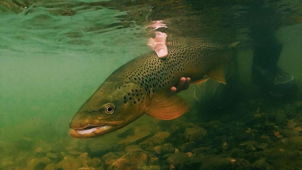 Arbor Anglers Fly Shop | 710 Golden Ridge Rd #110, Golden, CO 80401, USA | Phone: (303) 330-1292