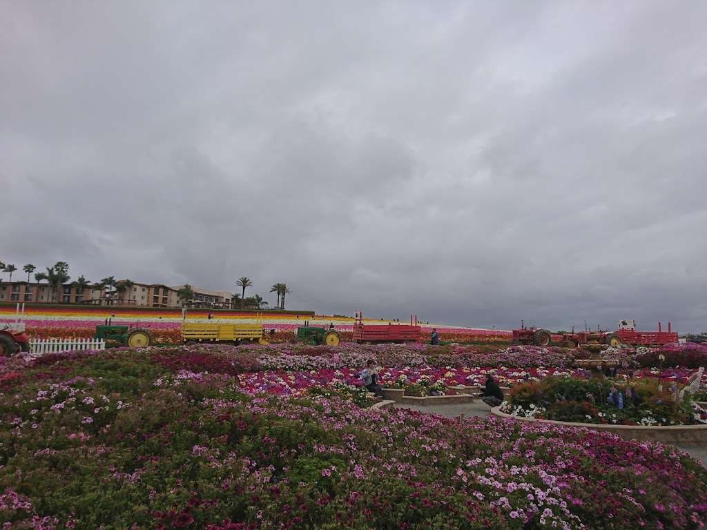 The Flower Field | Flower Fields Way, Carlsbad, CA 92010, USA