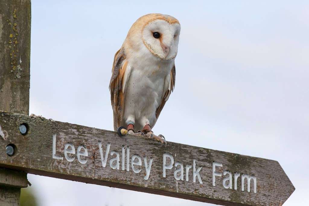 Coda Falconry | Lee Valley Park Farm, Stubbins Hall Lane, Waltham Abbey EN9 2EF, UK | Phone: 07710 969930