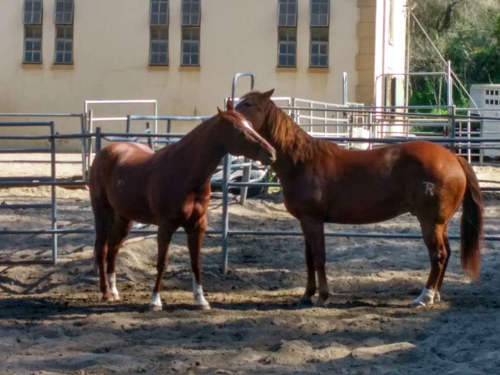 Park Stables | Golden Gate Equestrian Center, San Francisco, CA 94122, USA | Phone: (415) 752-6255
