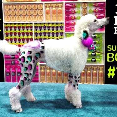 So Fetch! Grooming with STYLE! | 7565 Norman Rockwell Ln, Las Vegas, NV 89143, USA | Phone: (702) 445-6888
