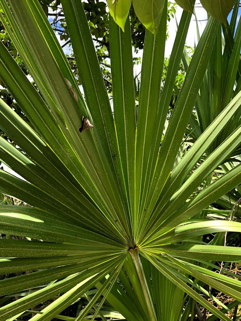 Saw Palmetto Natural Area | 7097 NW 71st St, Coconut Creek, FL 33073, USA | Phone: (954) 357-5100