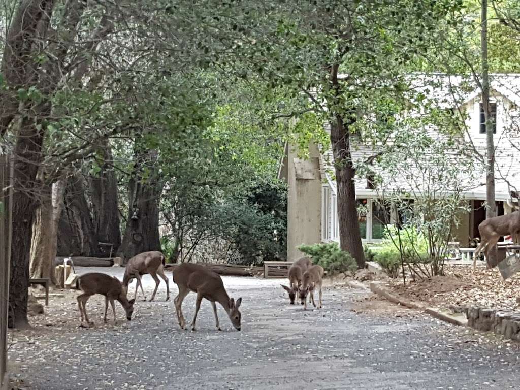 Diablo Foothills Regional Park | 1700 Castle Rock Rd, Walnut Creek, CA 94598 | Phone: (510) 544-3086