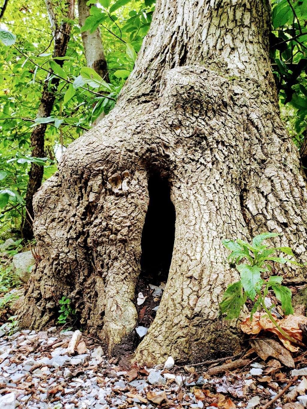 Appalachian Trail | Appalachian Trail, 6, Boonsboro, MD 21713, USA