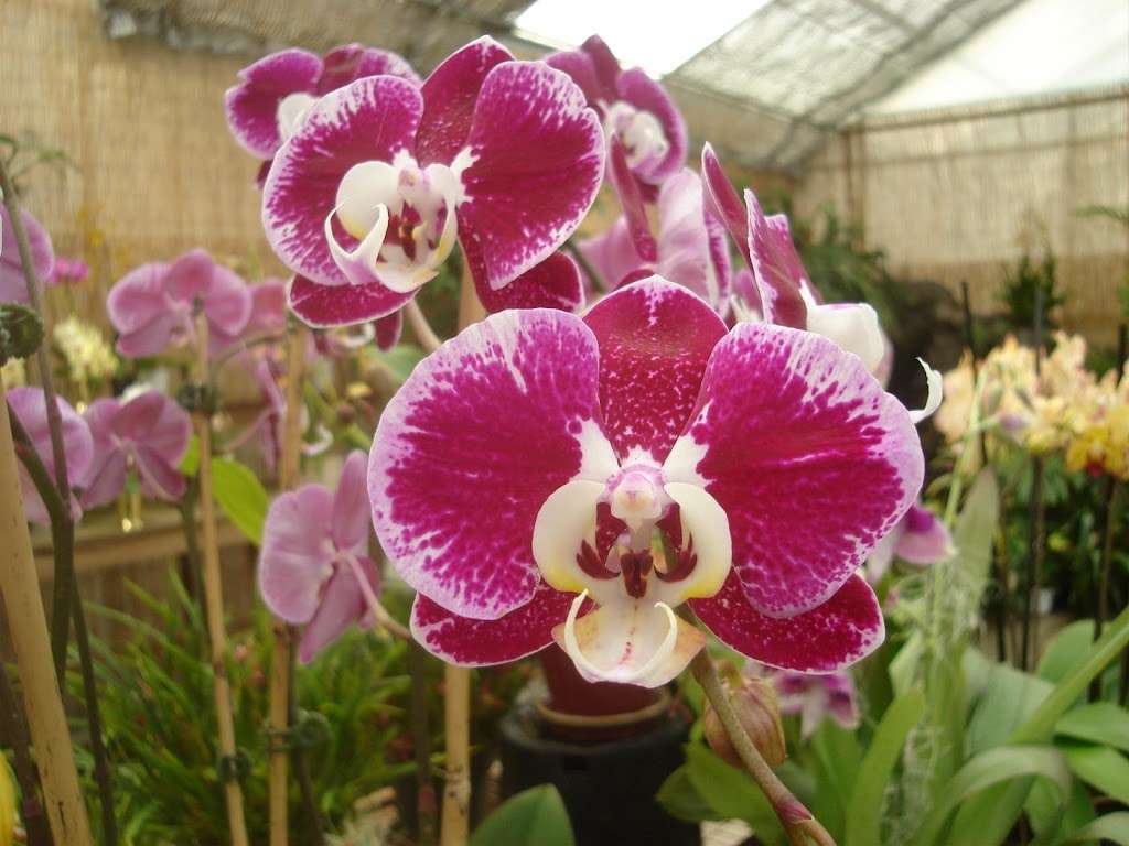 Brookside Orchids | 2718 Alpine Rd, Portola Valley, CA 94028, USA | Phone: (650) 854-4156