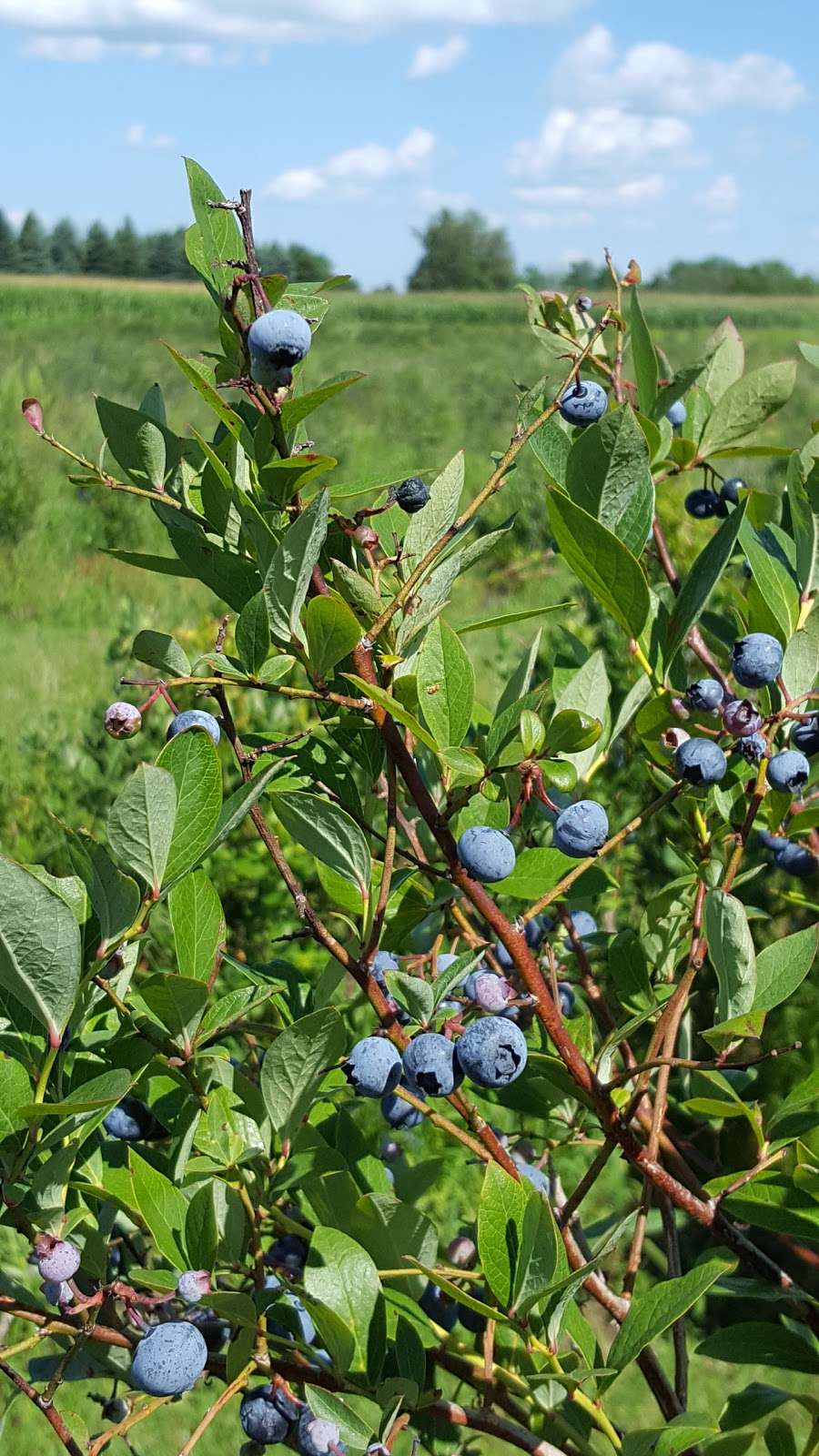 Starbucks Blueberry Farm | 9245 Gast Rd, Bridgman, MI 49106, USA | Phone: (269) 465-4745