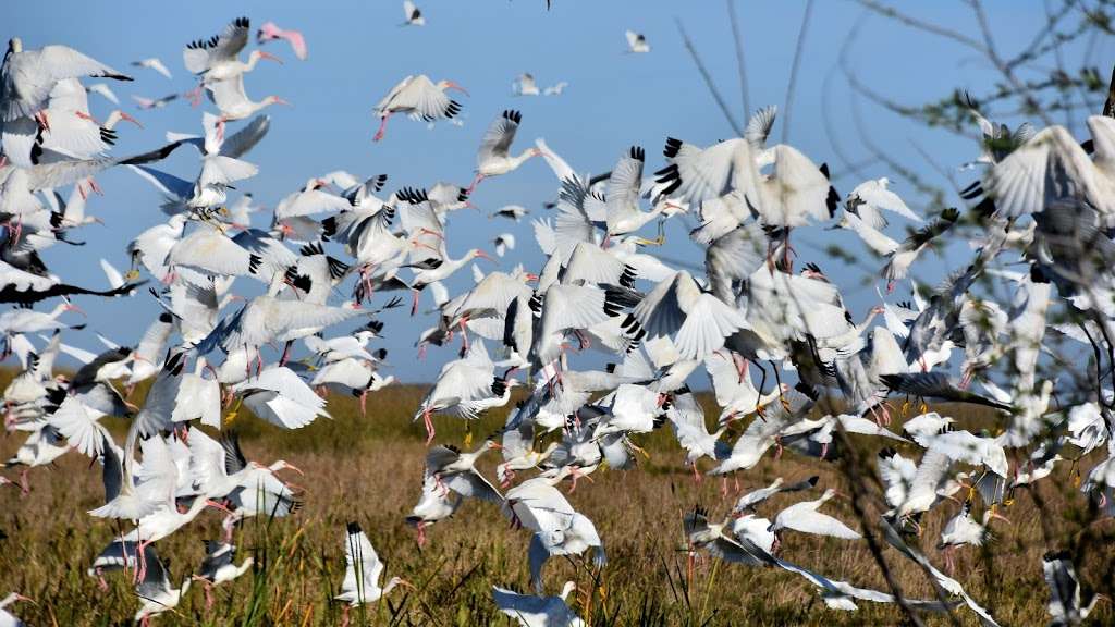 Rotenberger Wildlife Management Area | Florida