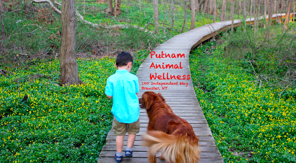 Putnam Animal Wellness | 100 Independent Way, Brewster, NY 10509, USA | Phone: (845) 278-7729