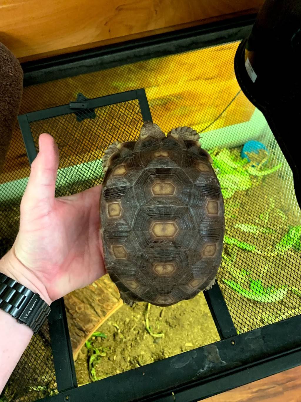 Arizona Sulcata | 2331 N Horne, Mesa, AZ 85203, USA