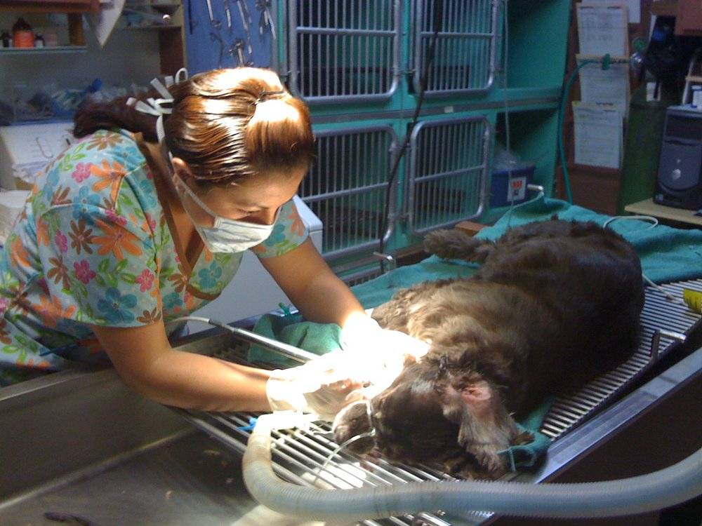 Orangethorpe Animal Aid Hospital | 7912 Orangethorpe Ave, Buena Park, CA 90621, USA | Phone: (714) 521-4595